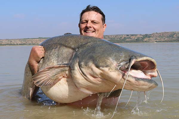183 lbs monster wels catfish fishing in spain river Ebro