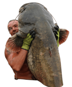 195 lbs wels catfish